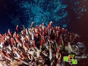 潜藏海底的生物,海底生物的神秘世界