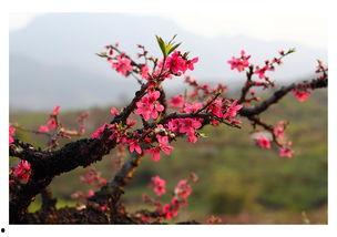 那年桃花依旧笑春风,那年桃花依旧笑春风——岁月流转中的温馨回忆